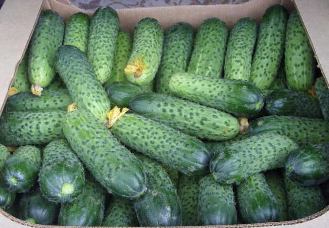 Cucumber Herman f1